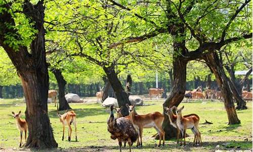 西安北去秦岭野生动物园路线_西安北到秦岭野生动物园怎么去