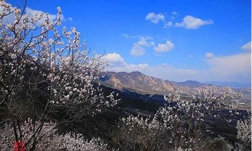 鹫峰森林公园梅花_鹫峰国际梅园梅花开了吗