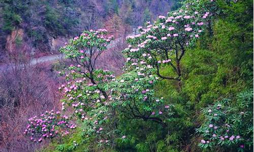 木王森林公园杜鹃花什么时候开