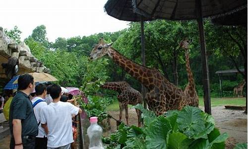 香江野生动物园攻略_香江野生动物园攻略一日游