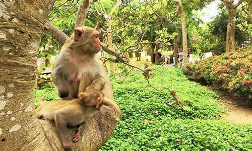 猴岛旅游景点门票是多少_猴岛旅游景点门票是多少钱